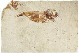 Cretaceous Fossil Fish (Armigatus) - Lebanon #235574-2
